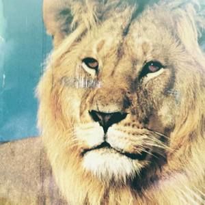 Meet your Posher, Audrey